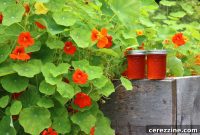 Peppery Flower Jelly