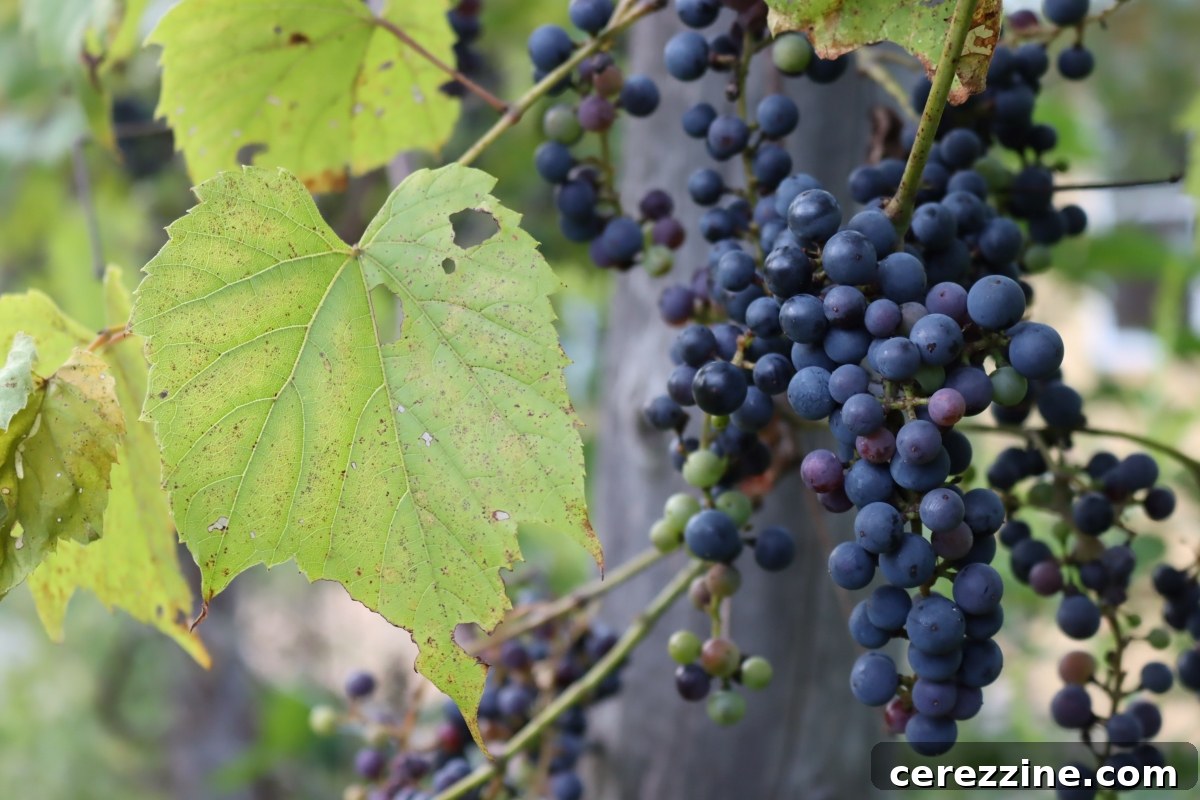 A vibrant wild grape vine heavily laden with clusters of ripe, dark grapes