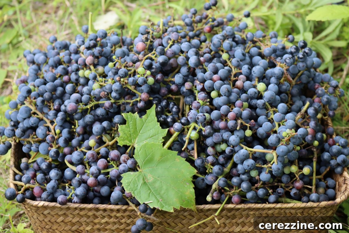 A hand gently picking ripe wild grapes from a tangled vine