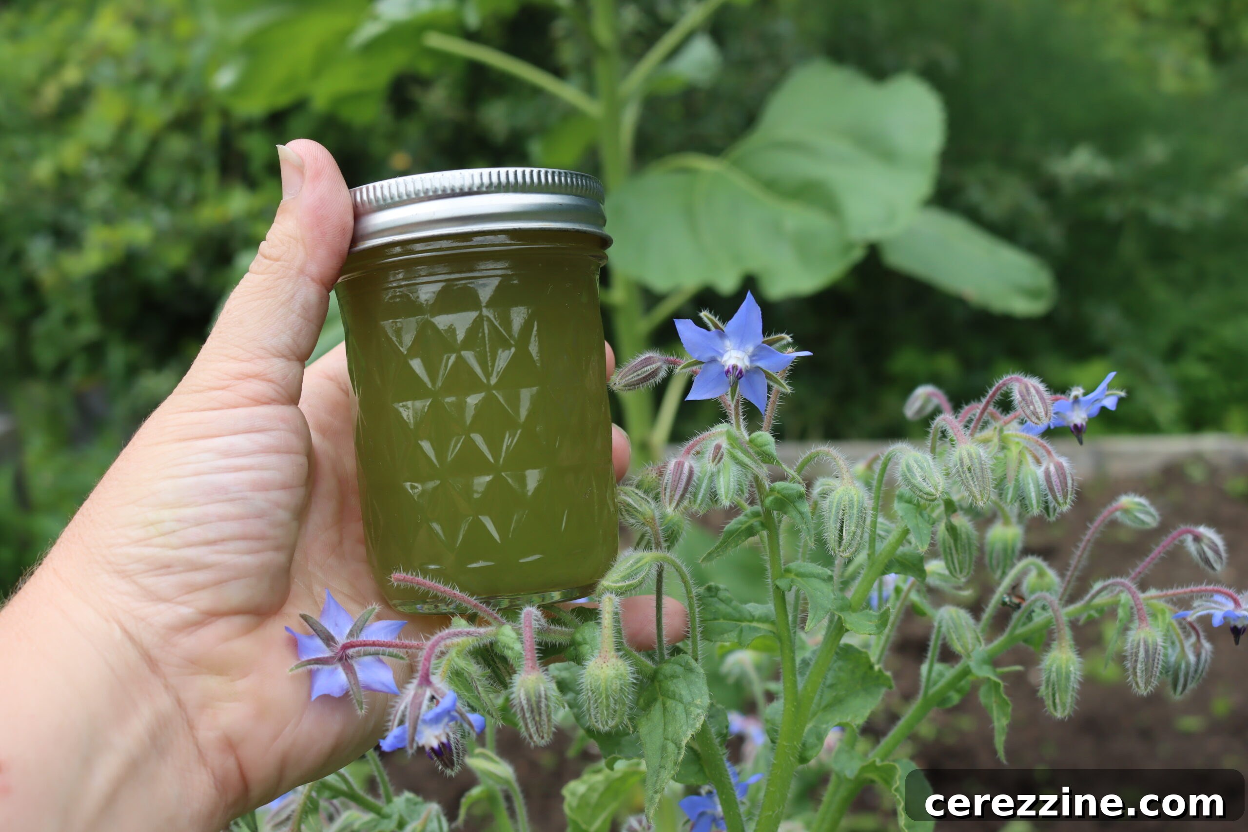 Homemade Borage Jelly, a Culinary Delicacy