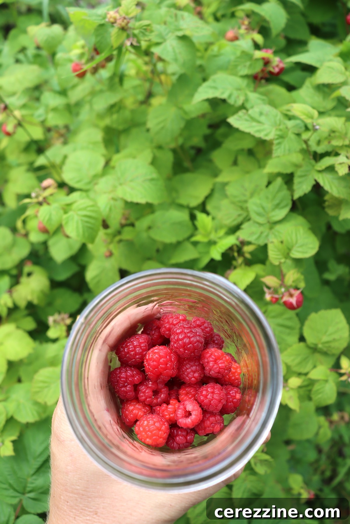 Capturing Summer Raspberries 4 Harvesting Raspberries for Canning
