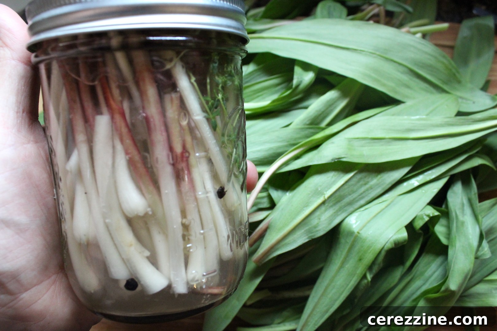 Fifty Varied Pickle Recipes From Asparagus To Zucchini 23 Glass jars filled with pickled ramps (wild onions) and brine.