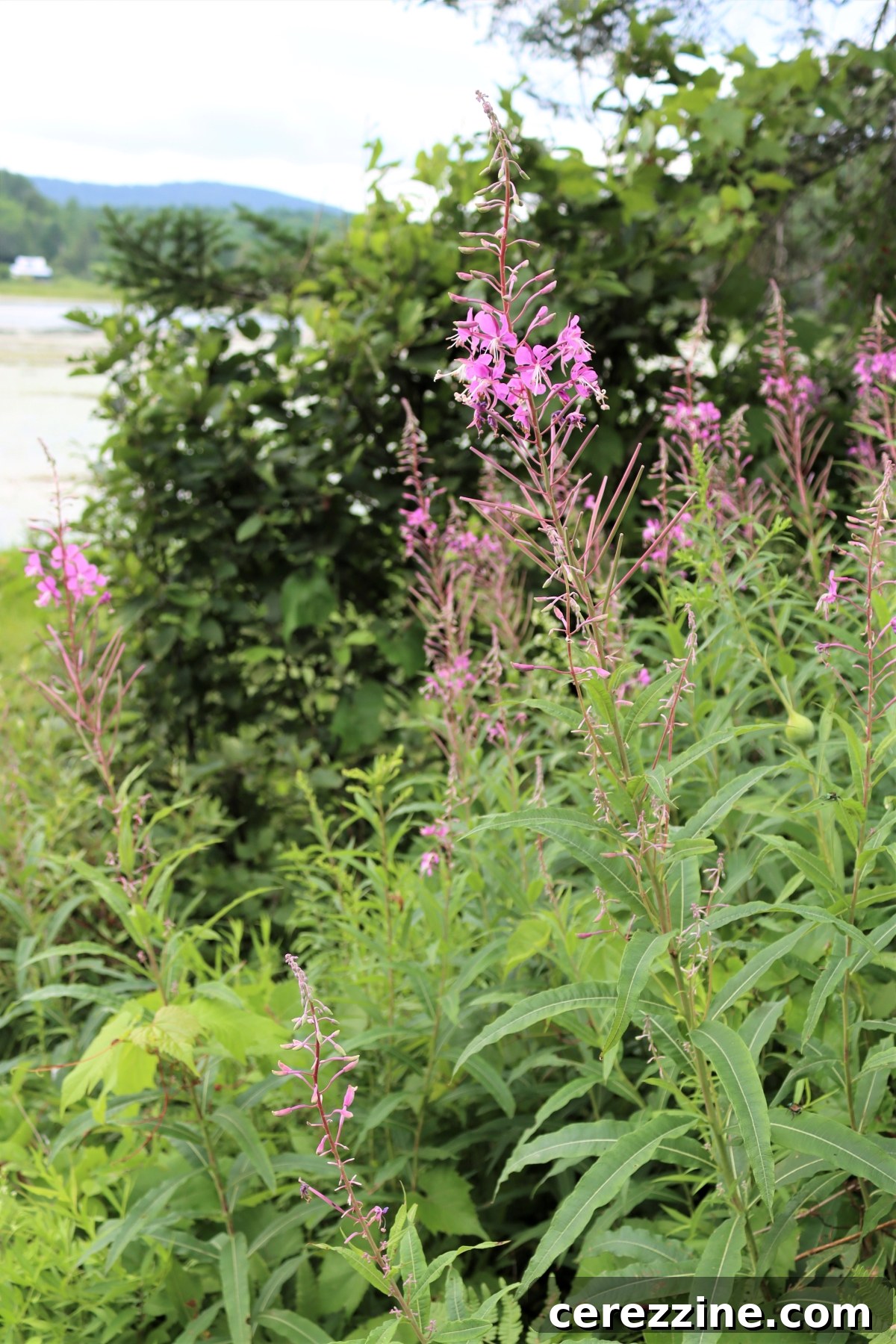 Wild Fireweed Jelly 3 Fireweed Plants by a Pond