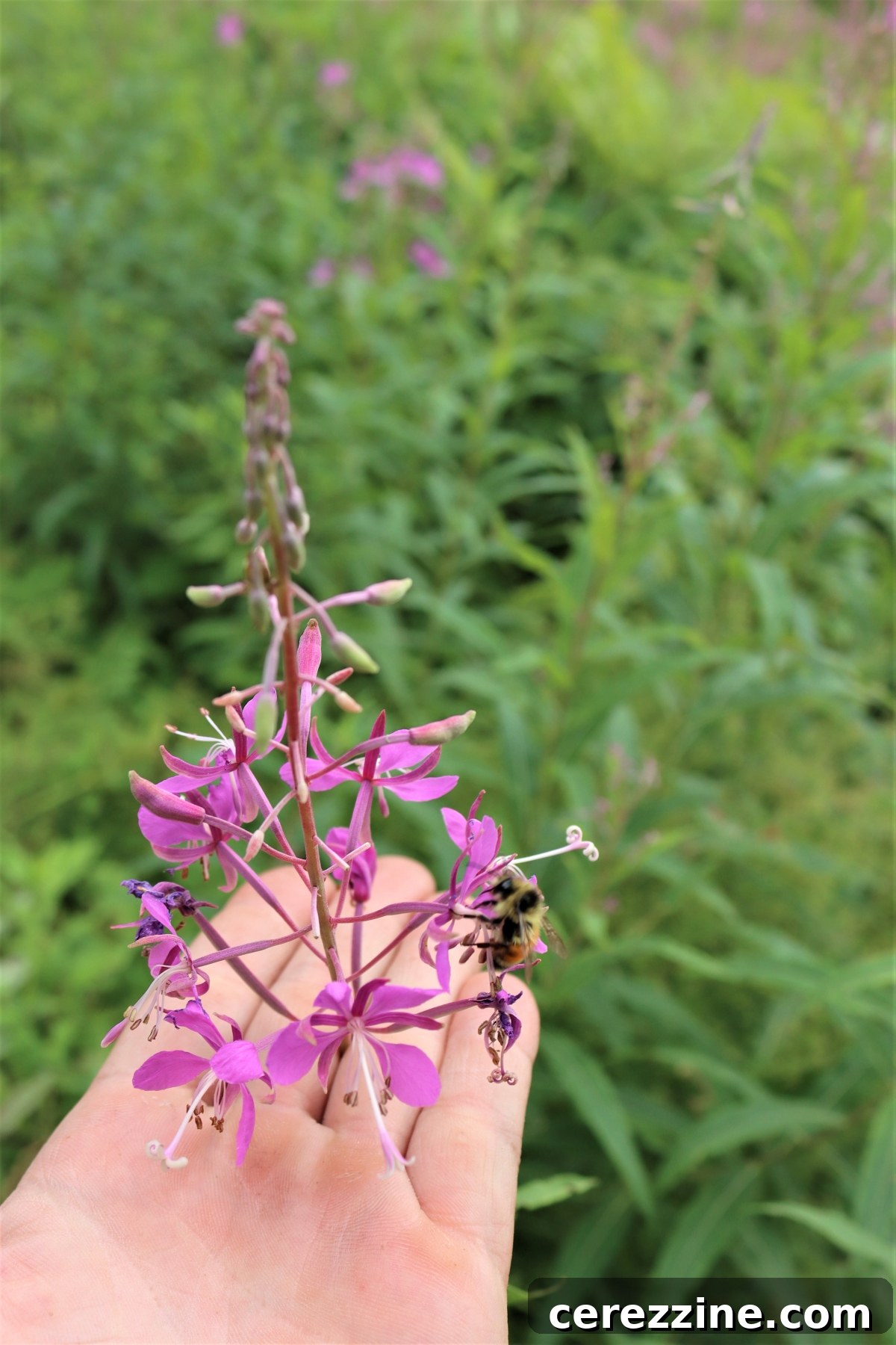 Wild Fireweed Jelly 4 Fireweed Flowers with a Bee