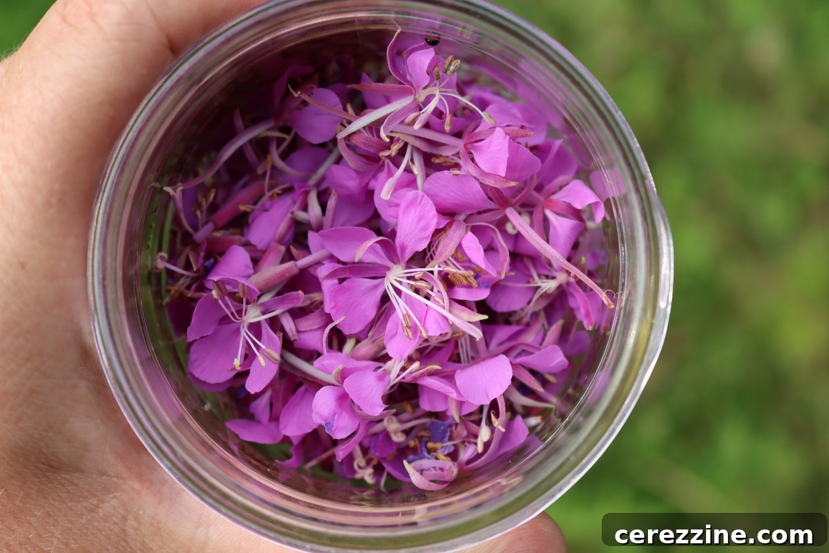Wild Fireweed Jelly 5 Harvesting Fireweed Flowers