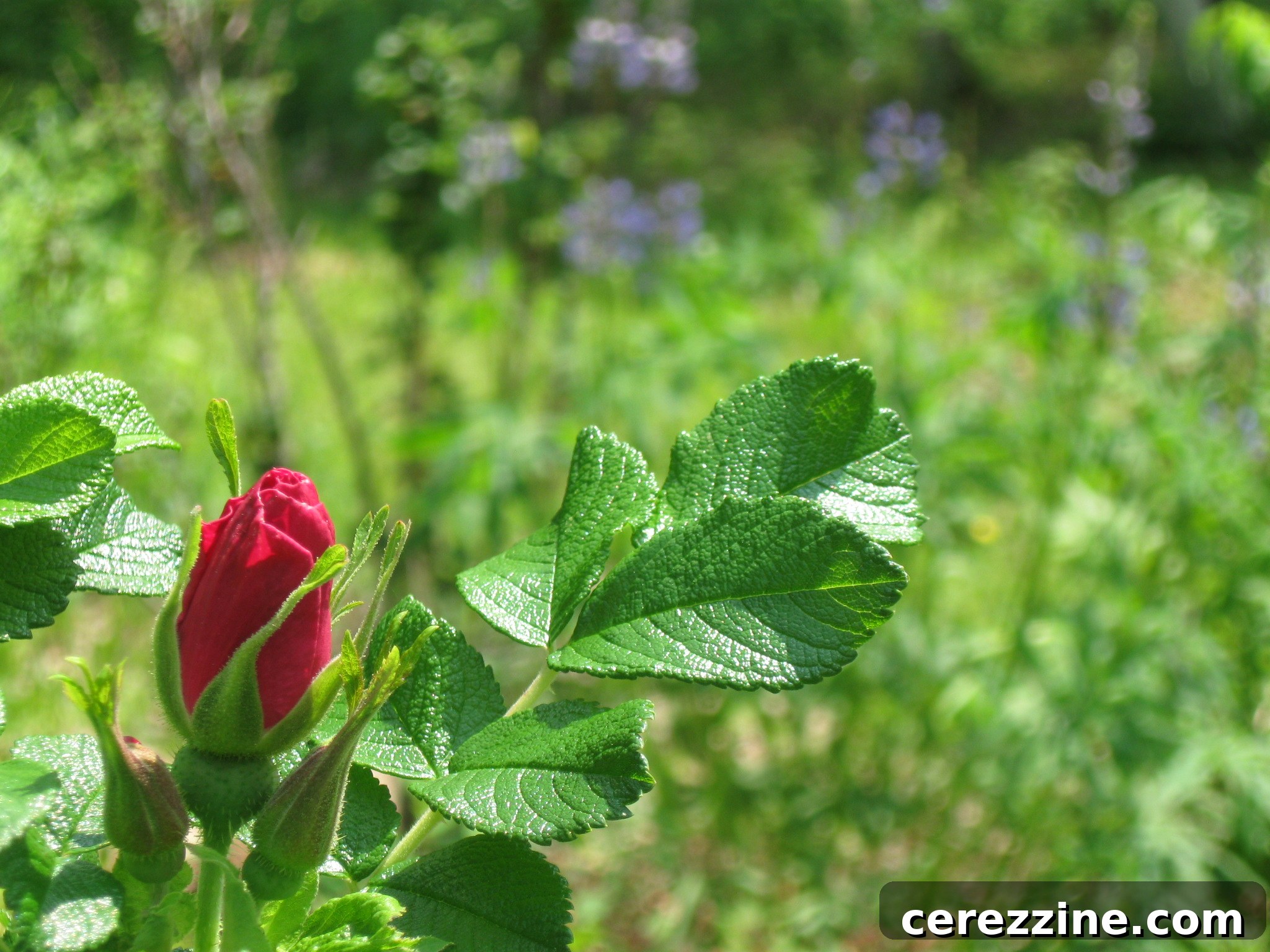 Wild Rose on our Land