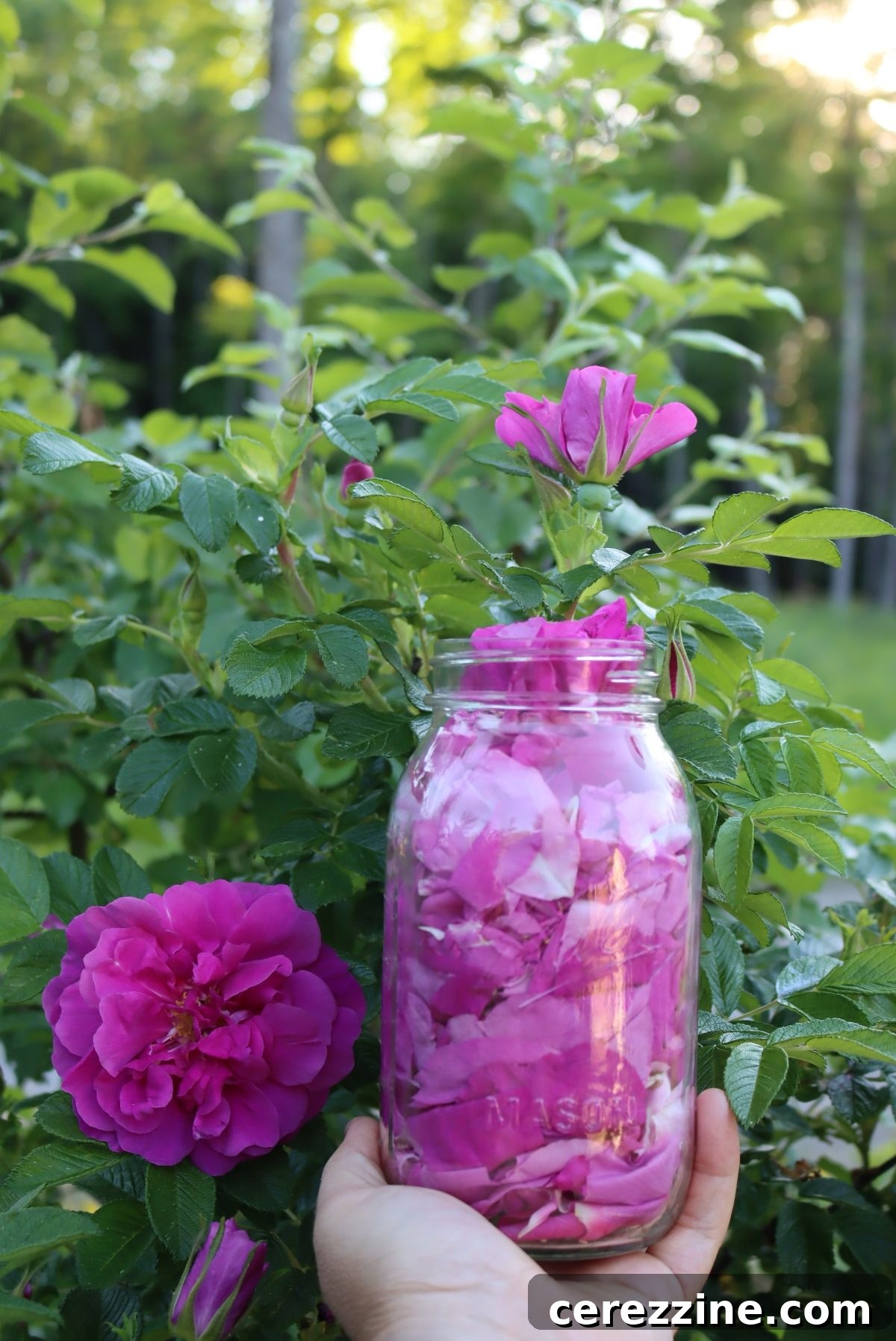 Harvesting petals for rose jelly