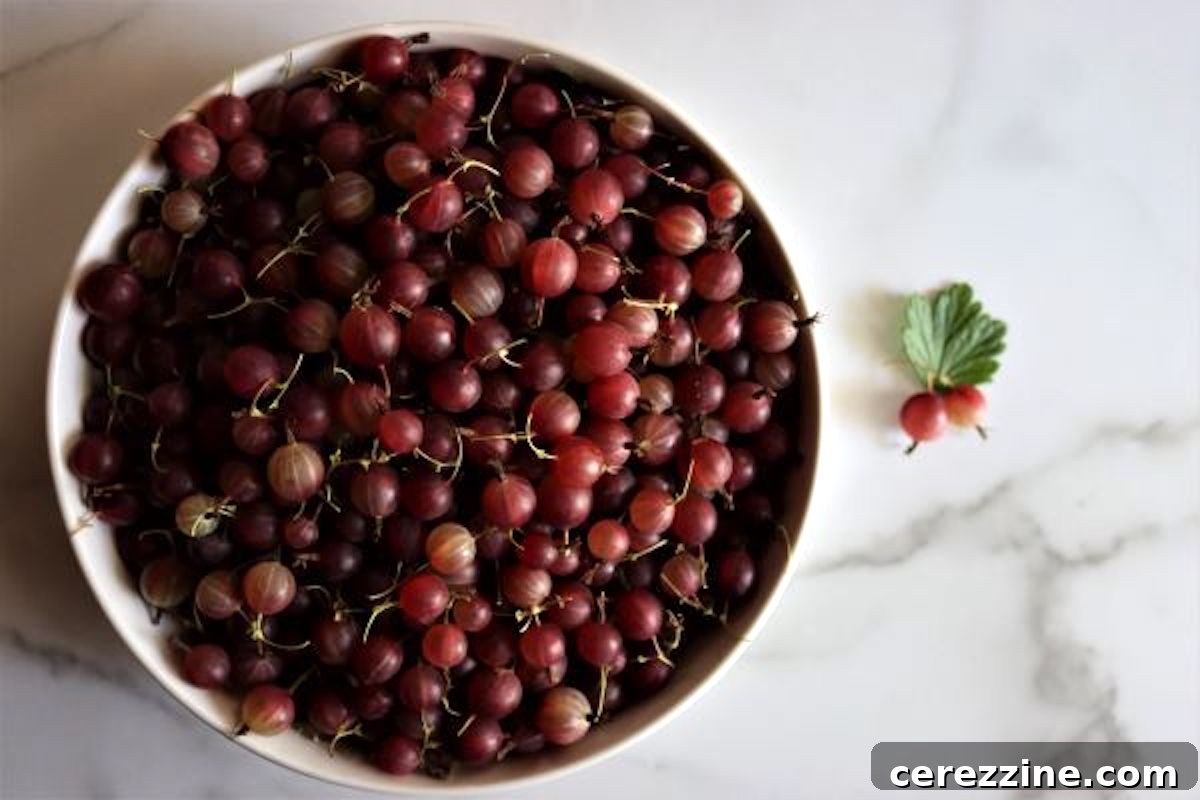 Freshly picked gooseberries, ready for preserving