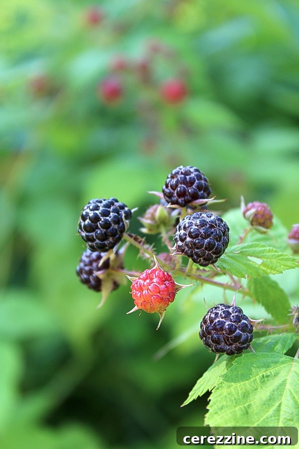 Velvet Black Raspberry Jelly 3 Ripe Black Rasberries