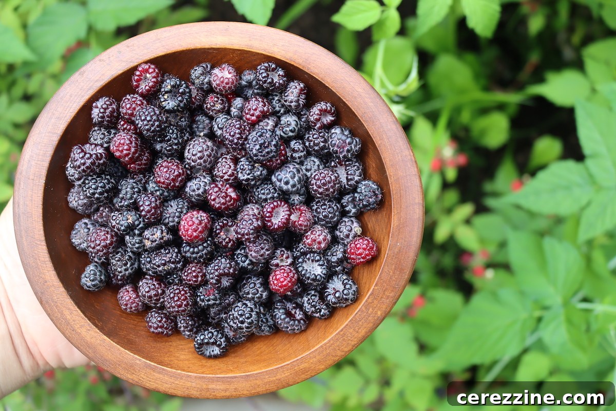Velvet Black Raspberry Jelly 4 Foraging Black Raspberries