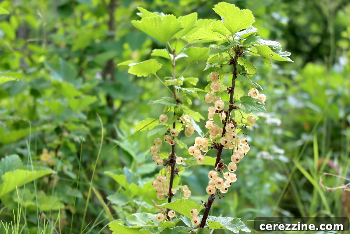Freshly Picked White Currants