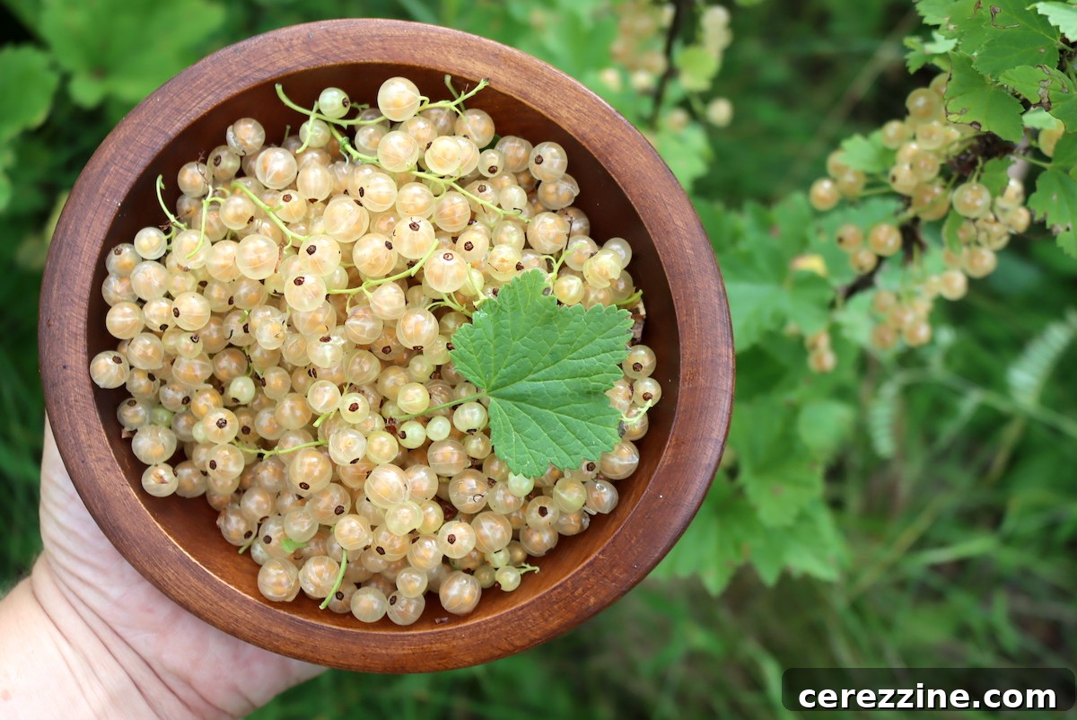Ingredients for White Currant Jelly