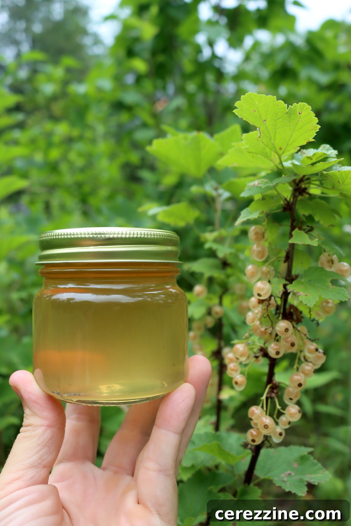 Finished White Currant Jelly in Jars