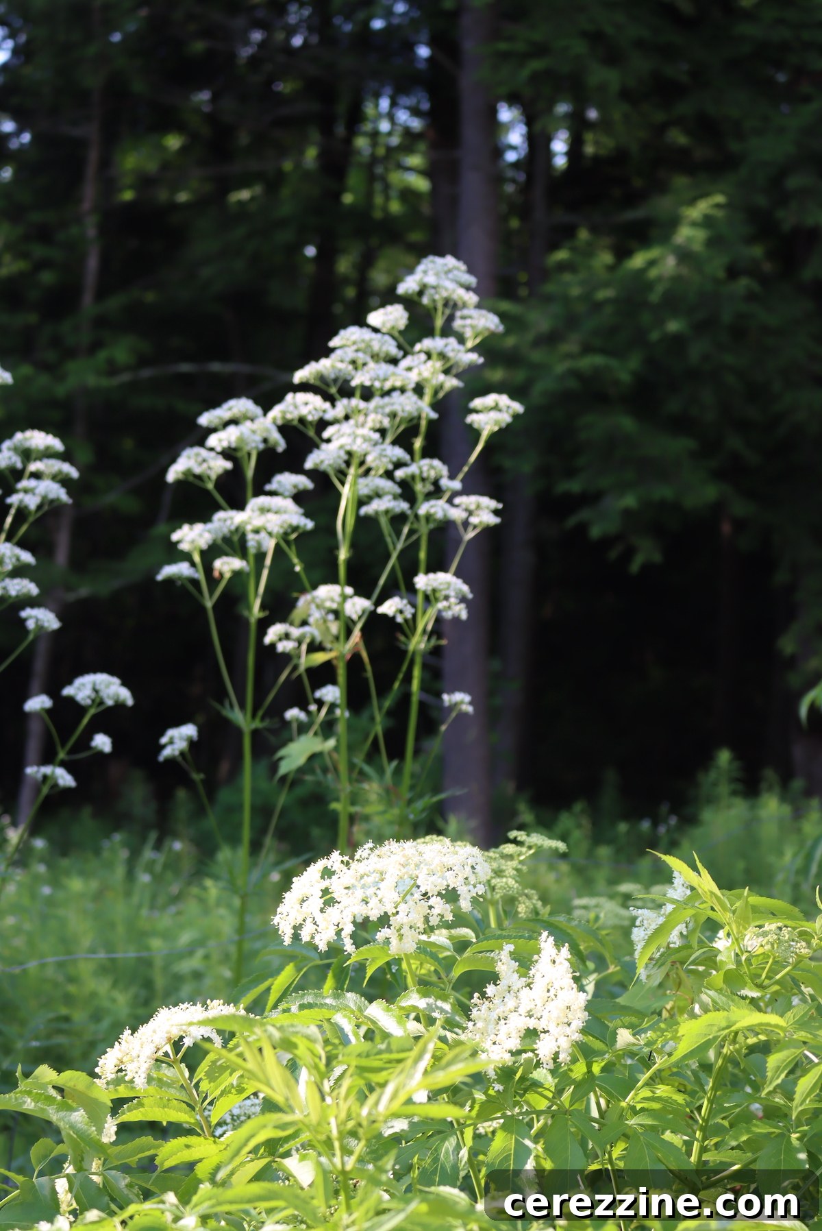 Sparkling Elderflower Jelly 4 Elderflowers in the foreground, with wild valerian in the background.