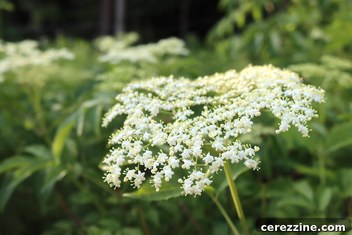 Sparkling Elderflower Jelly 5 A close-up shot of white elderflower blossoms.