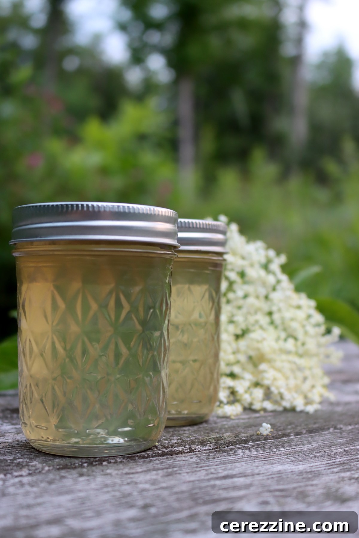 Sparkling Elderflower Jelly 6 Two jars of elderflower jelly on a wooden surface.