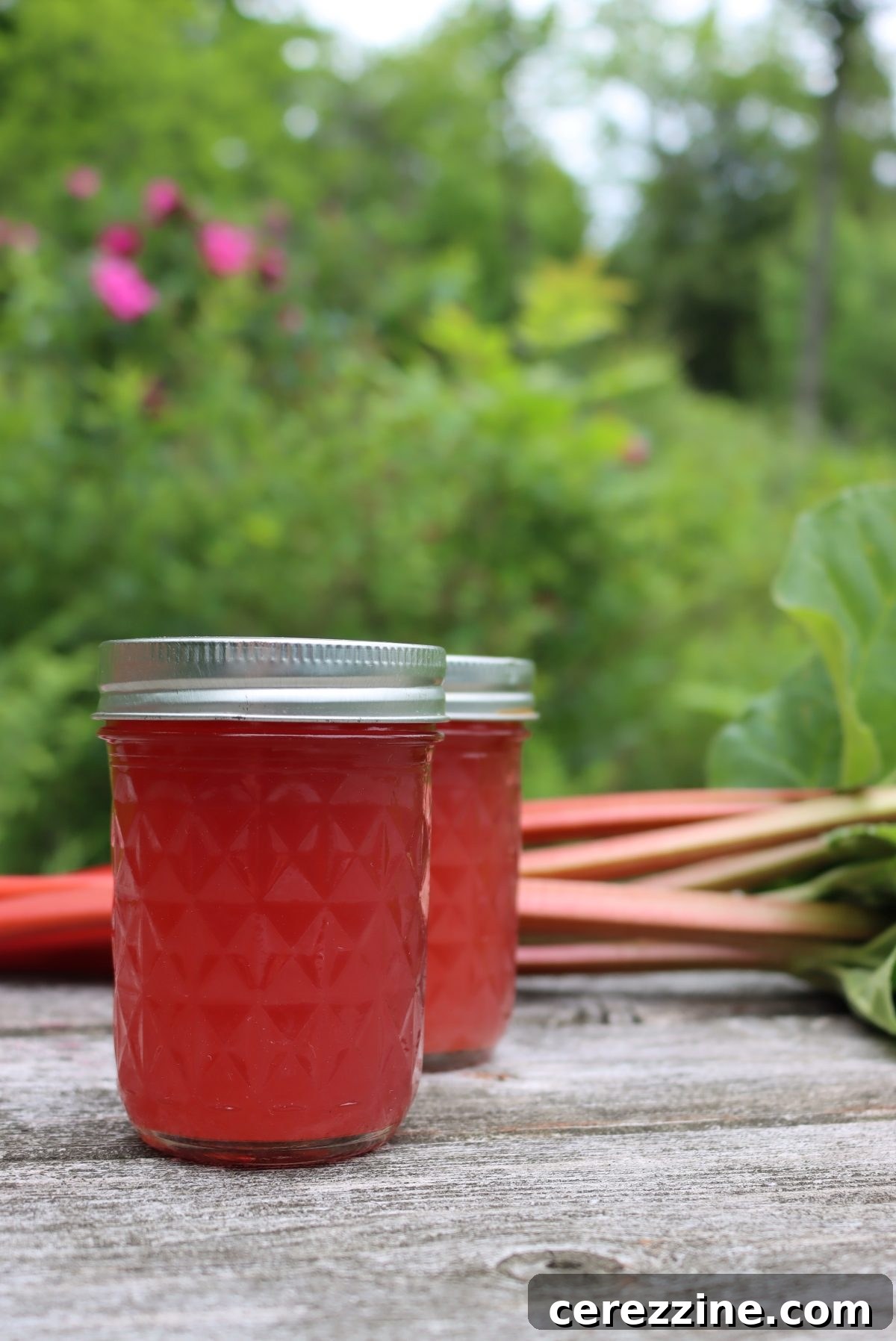 Freshly canned rhubarb juice concentrate in glass jars