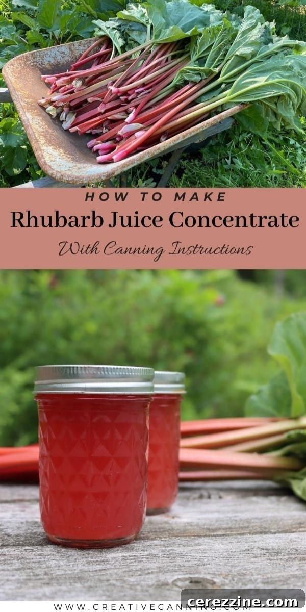 Various jars of homemade rhubarb juice concentrate cooling on a towel
