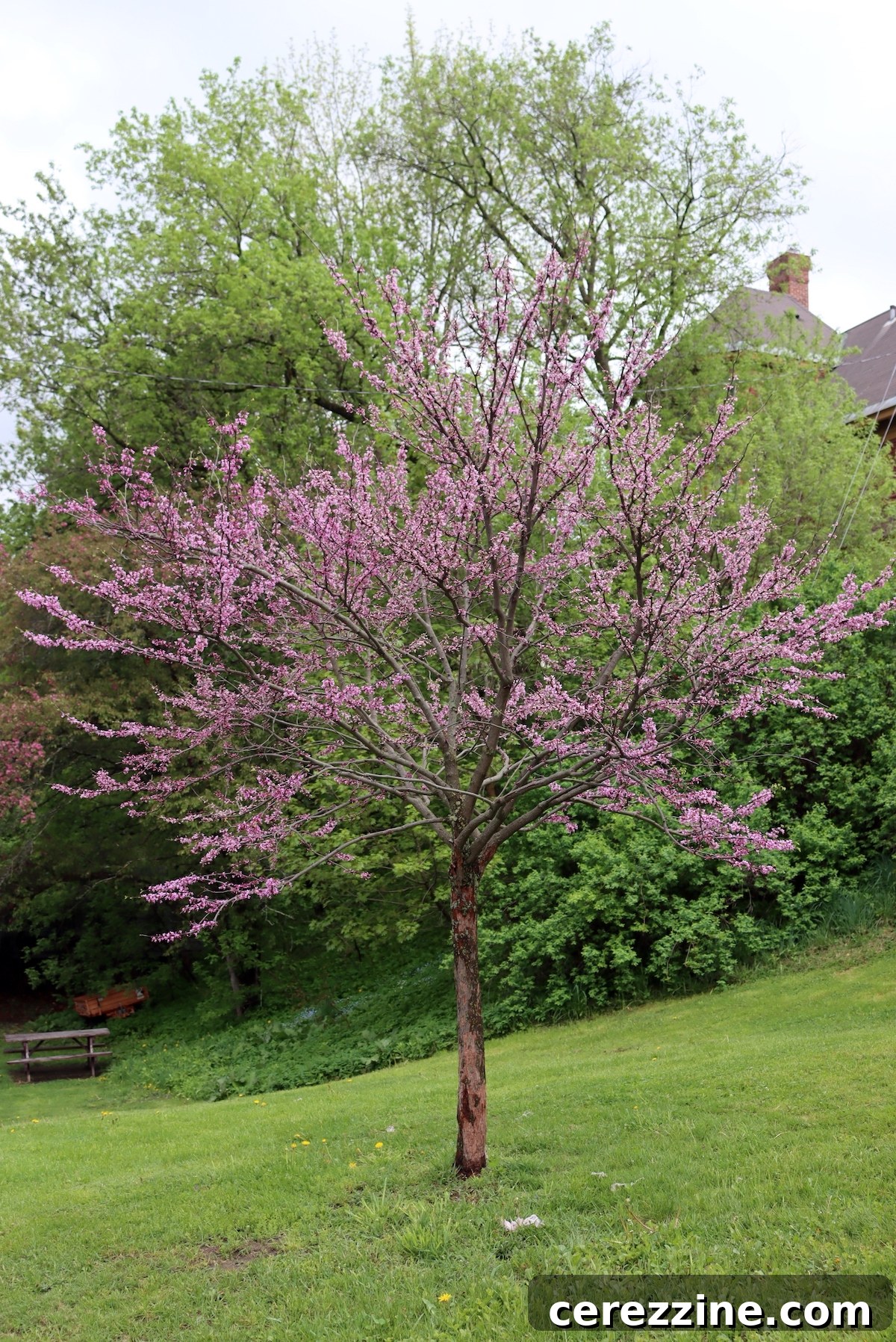 A vibrant redbud tree in full bloom, showcasing its tiny pink flowers covering the branches.