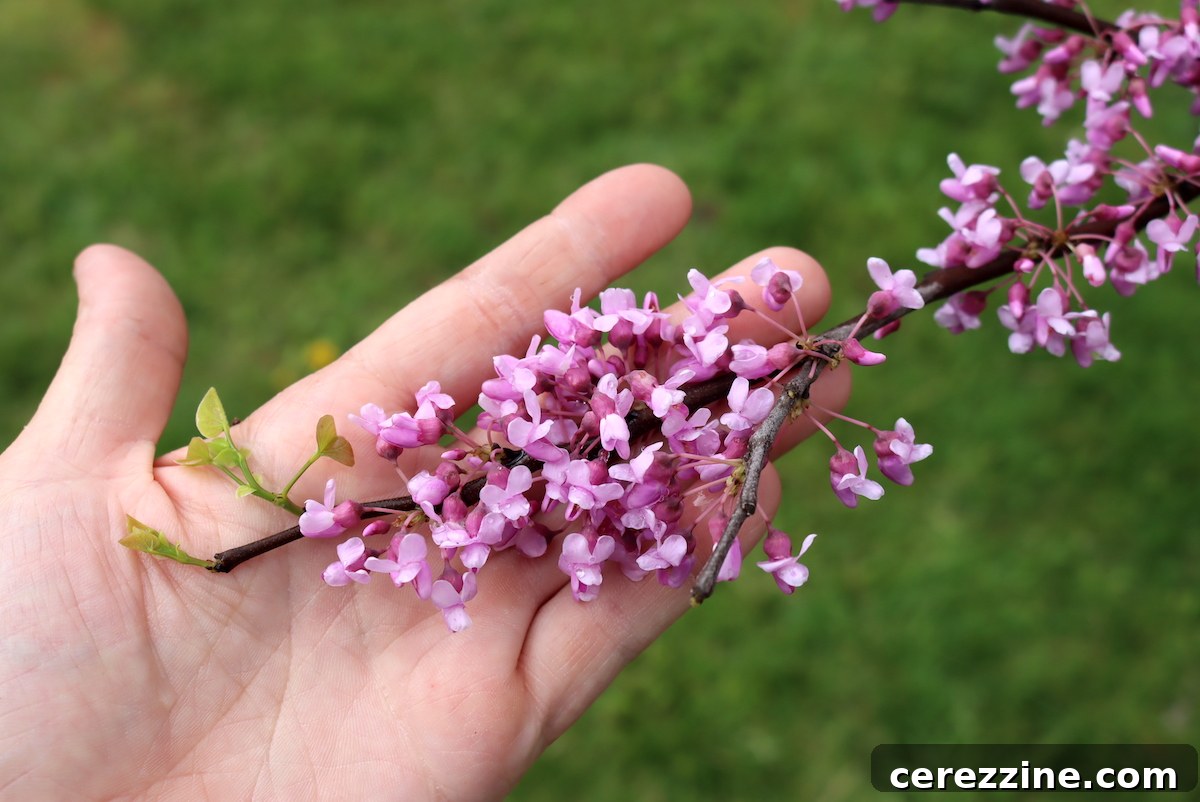 Close-up of delicate pink redbud flowers blooming directly on a branch.
