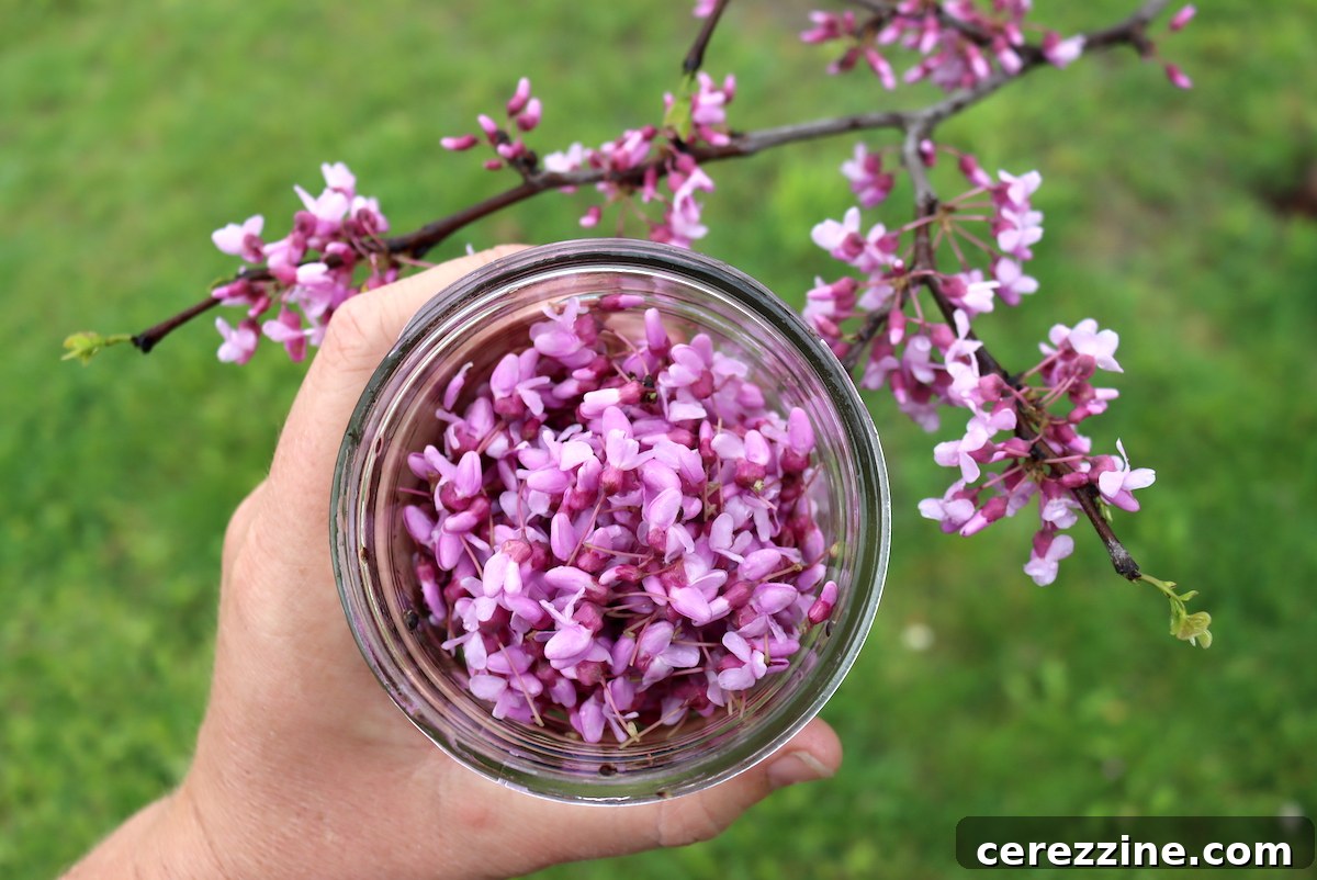 A hand gently collecting fresh redbud flowers from a branch, highlighting ethical foraging.