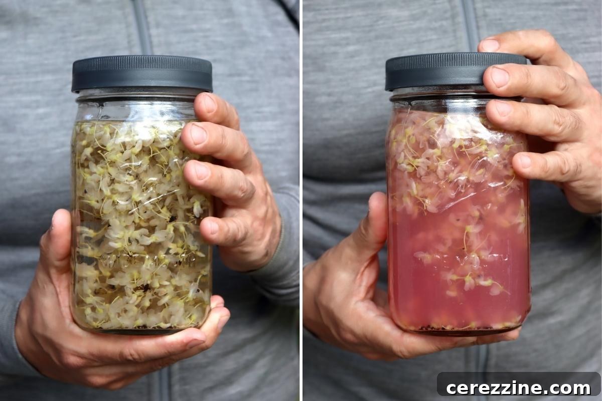 Two jars showing the color change of redbud tea: left, before lemon juice; right, after lemon juice has been added.
