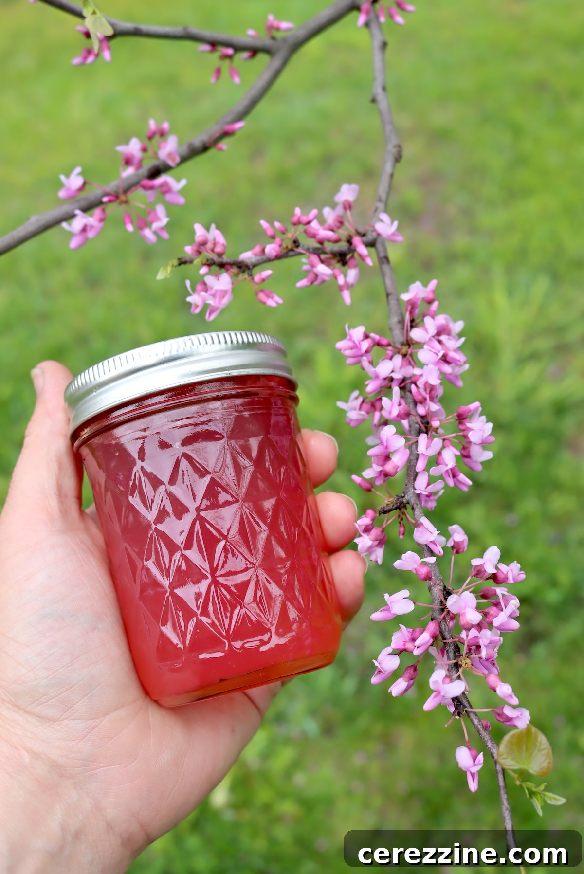 Four jars of vibrant pink redbud jelly, with fresh redbud flowers on the side.