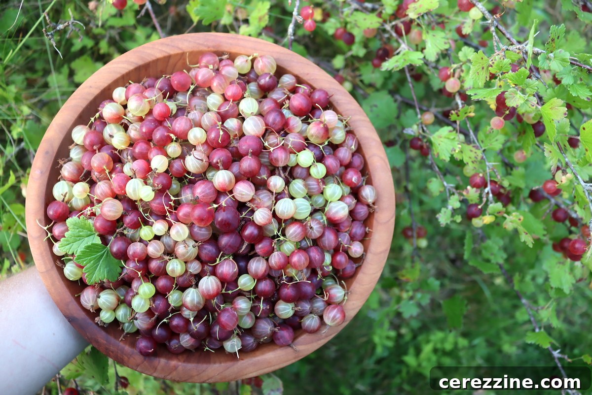 Fresh Gooseberries