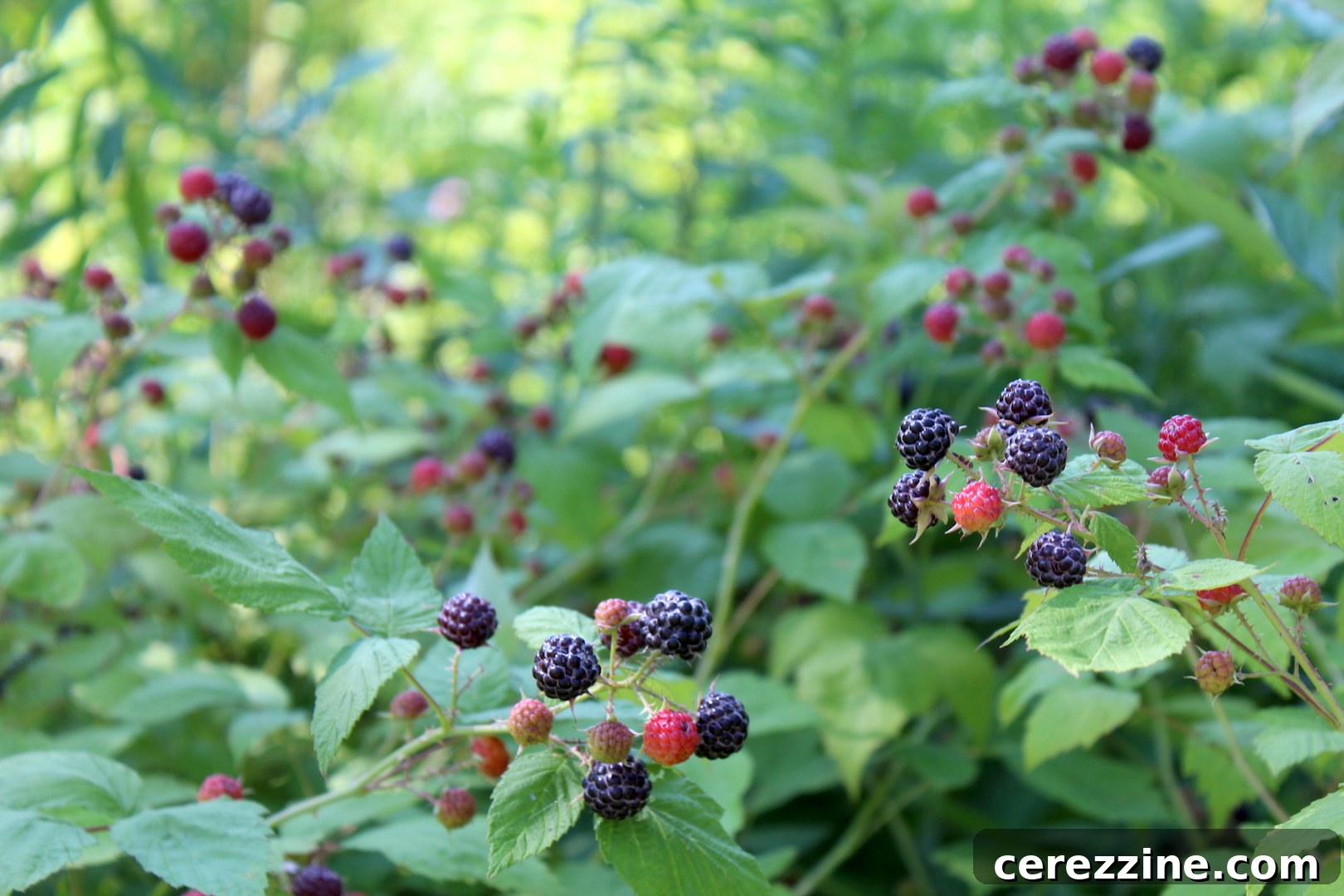 Wild Black Raspberry Bushes