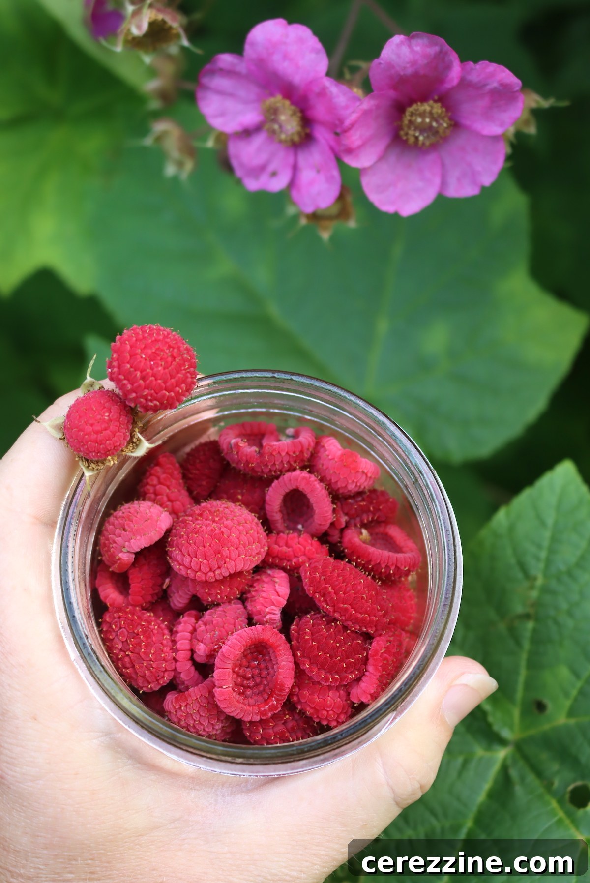 Close-up of ripe Thimbleberries