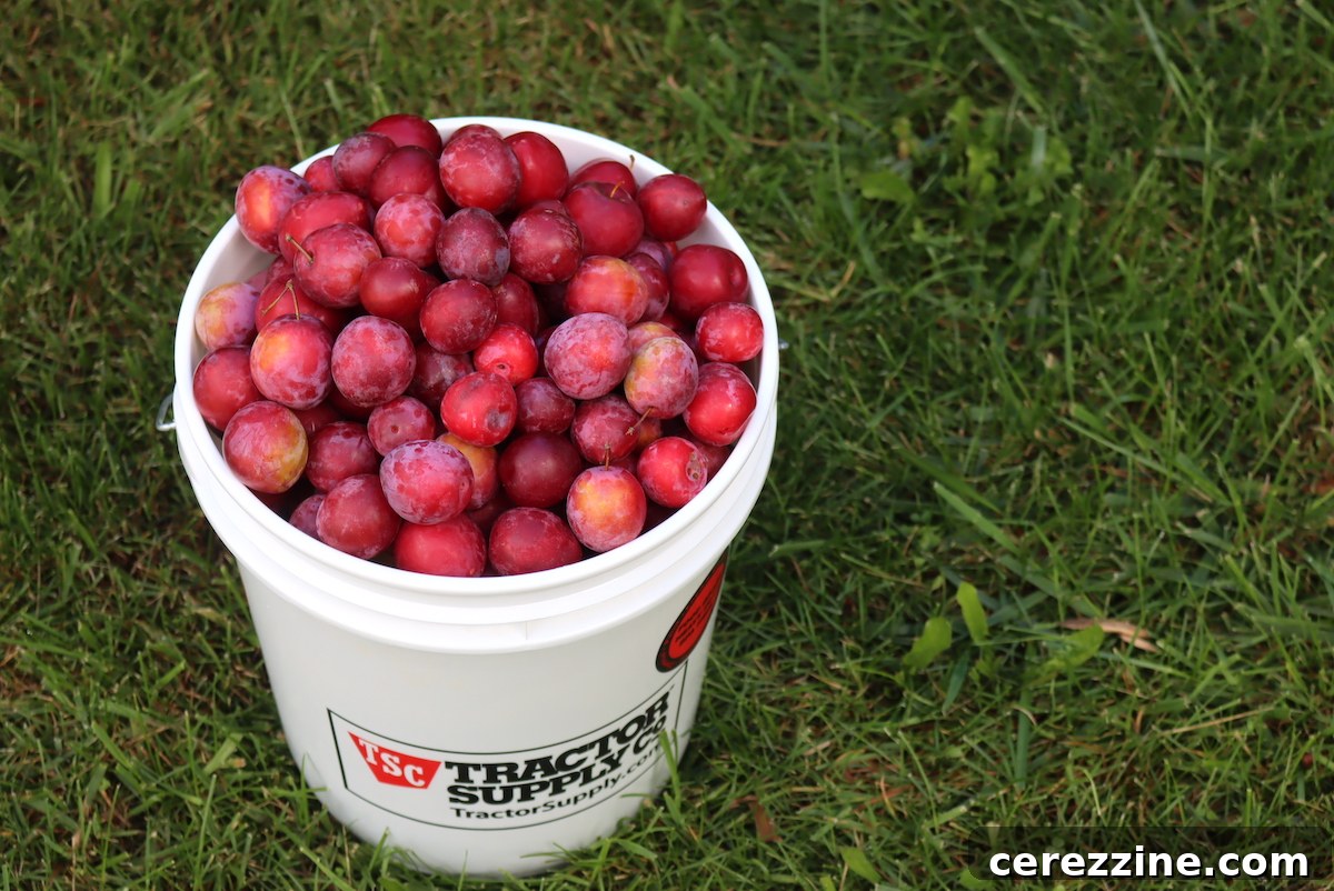 Abundant Plum Harvest on a Vermont Homestead