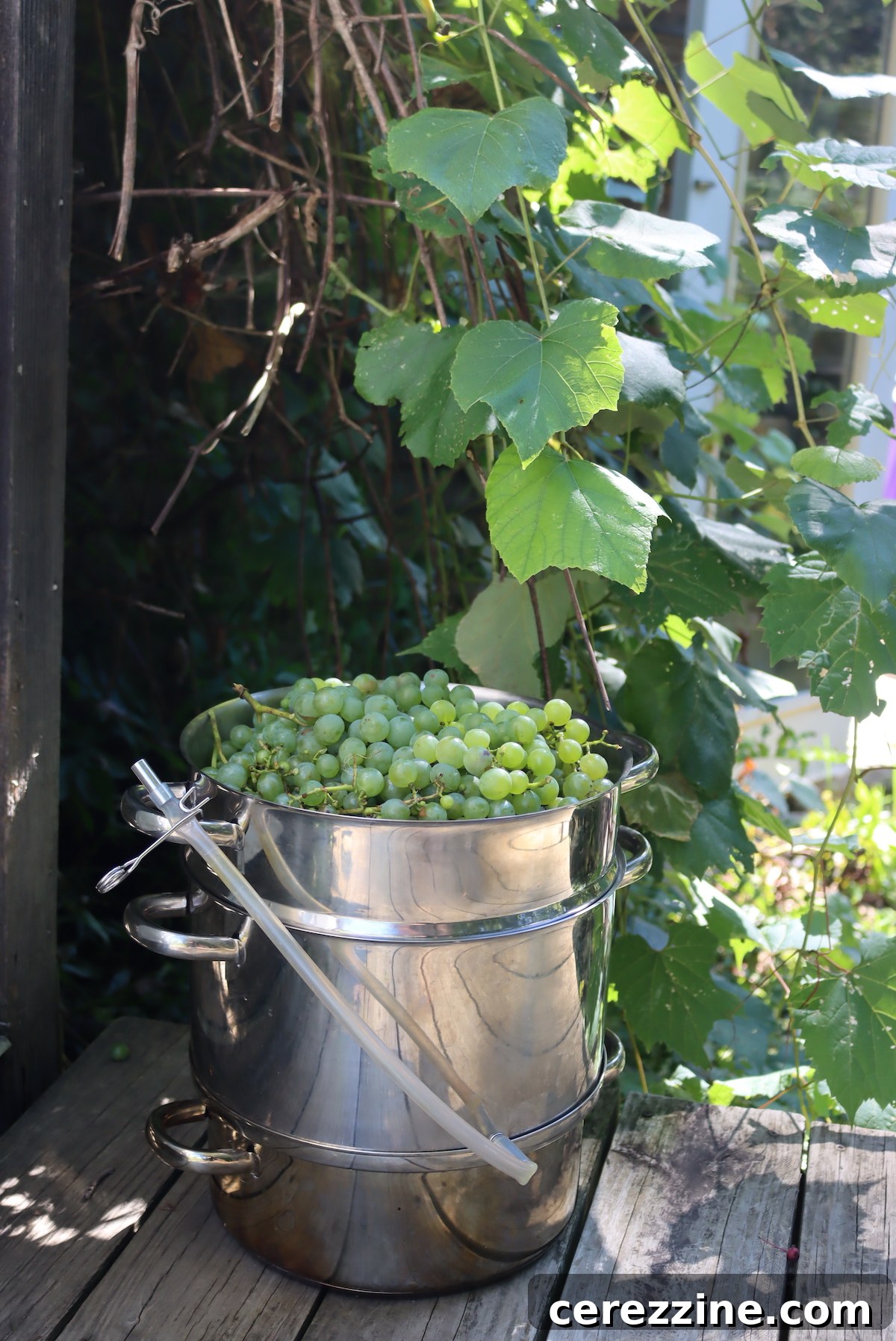 Grapes in Steam Juicer