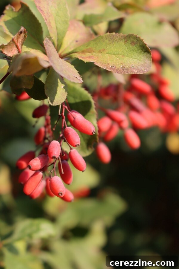 Clusters of Ripe Barberry Fruits on a Branch