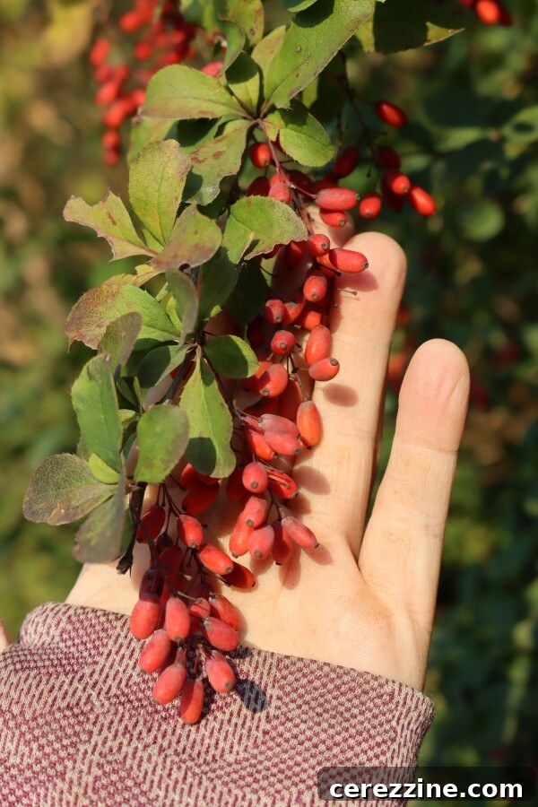 Wild Barberry Branches with Ripe Berries