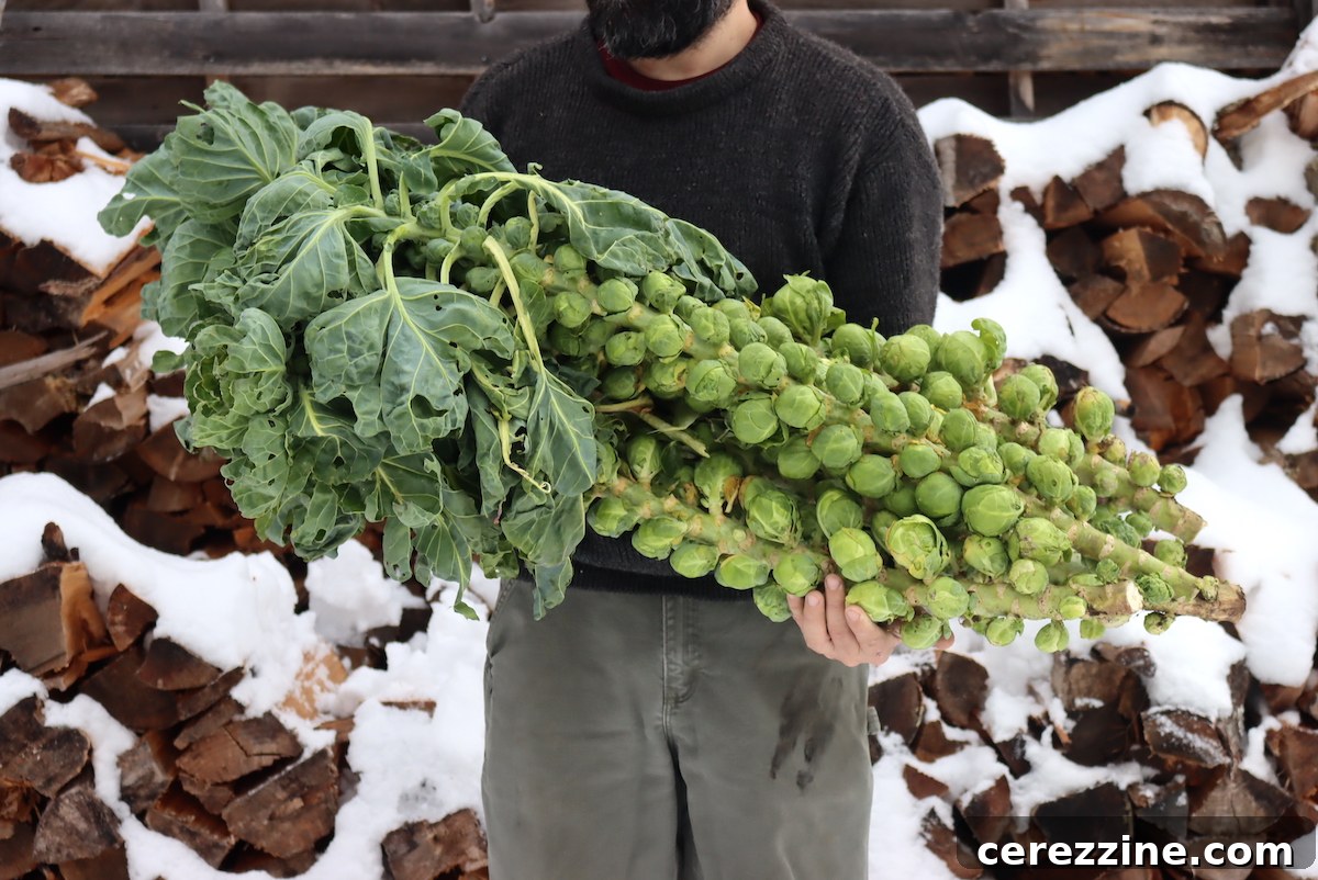 Brussels Sprout Harvest