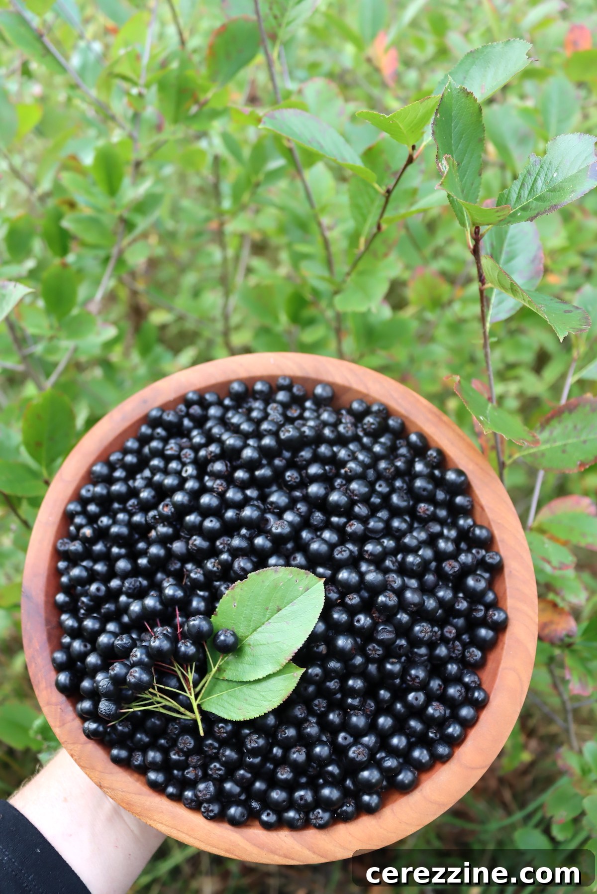 Artisan Aronia Preserve 3 Aronia Fruit Harvest