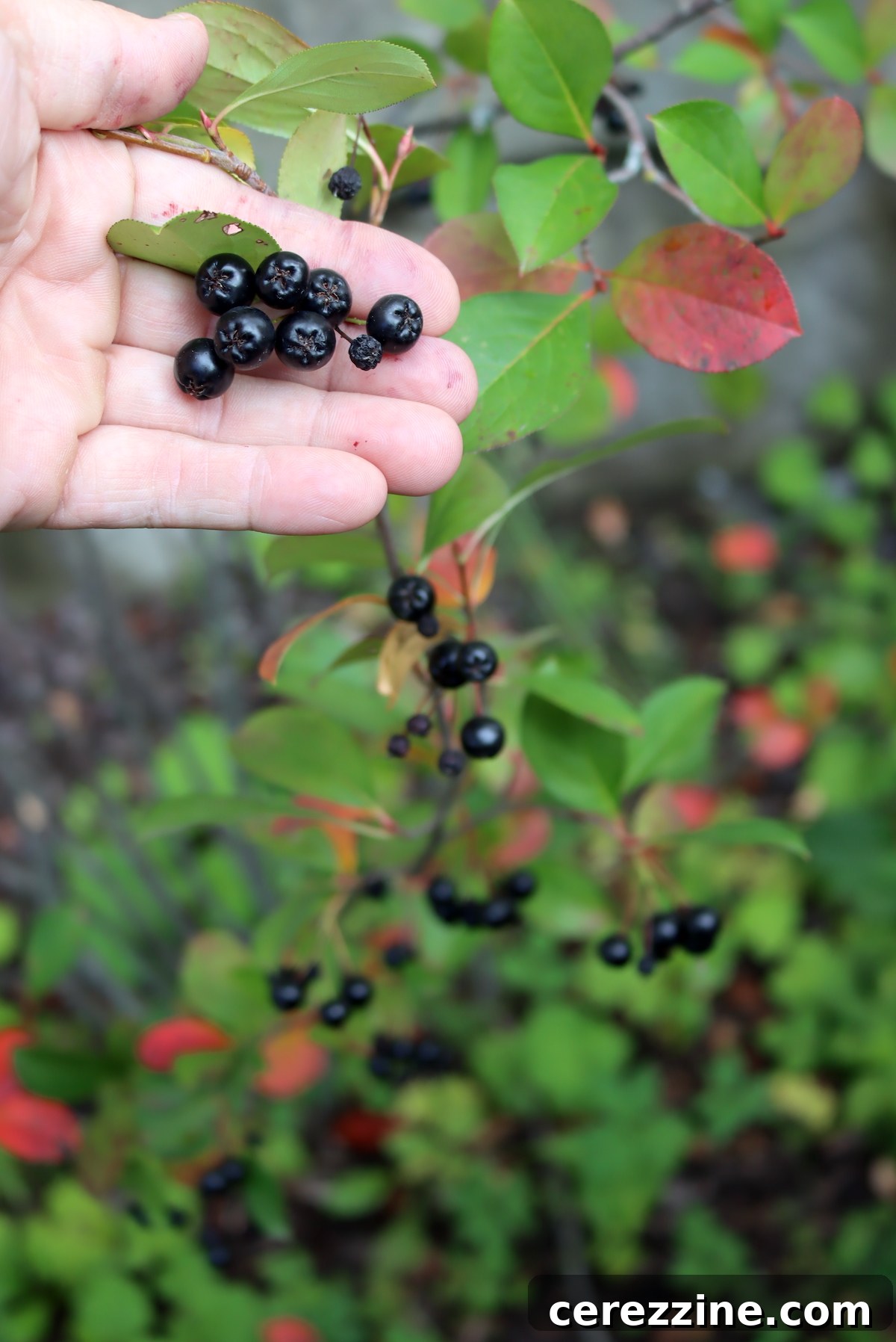 Aronia Fruit