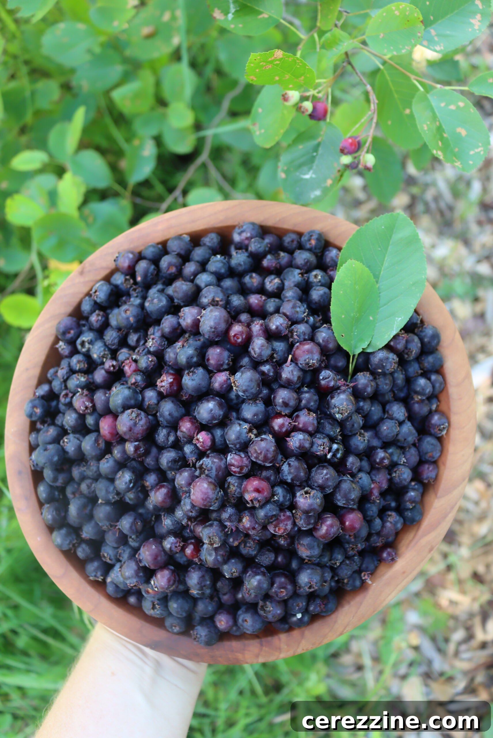 Close-up of fresh saskatoon berries, also known as serviceberries or juneberries