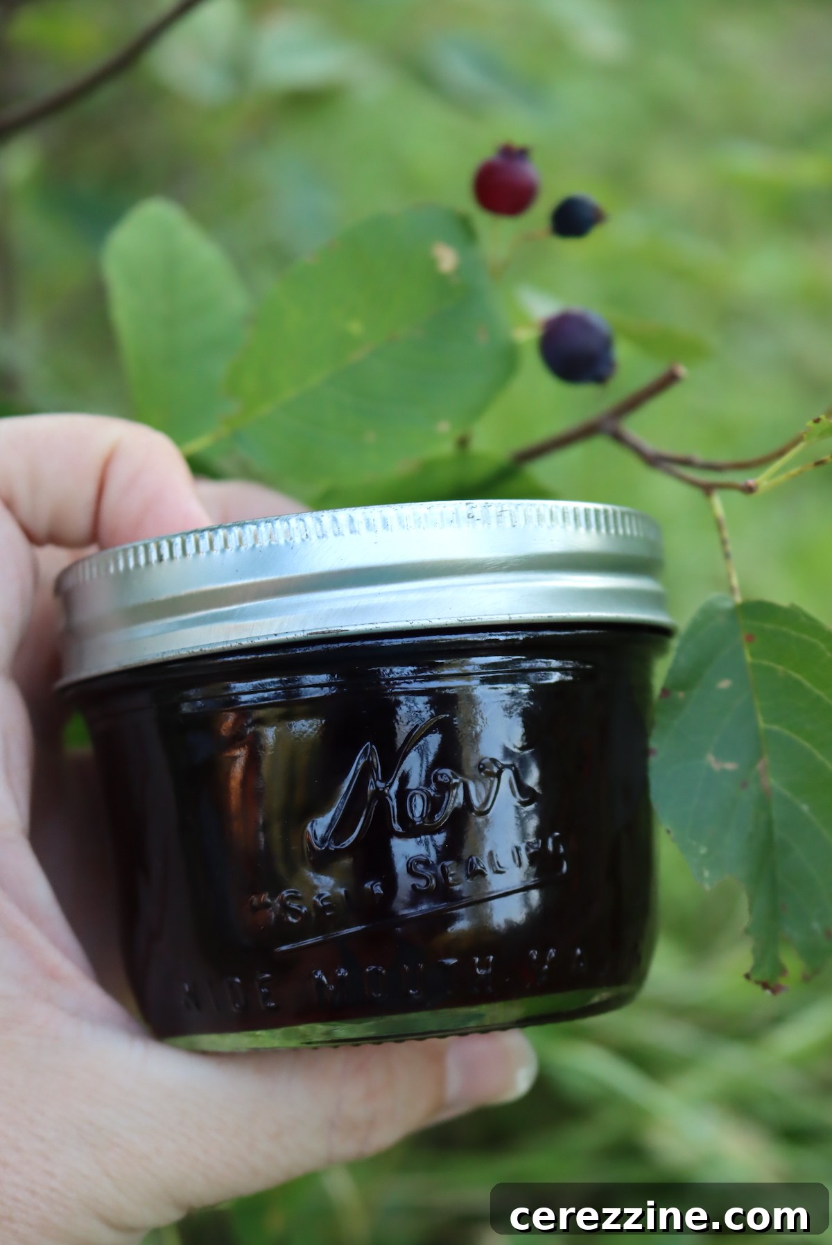 Jars of freshly made Saskatoon Jelly cooling on a counter