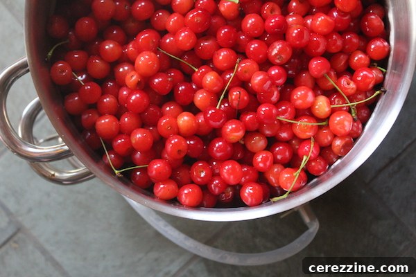 Crimson Cherry Delight 5 Tart Cherries in Steam Juicer