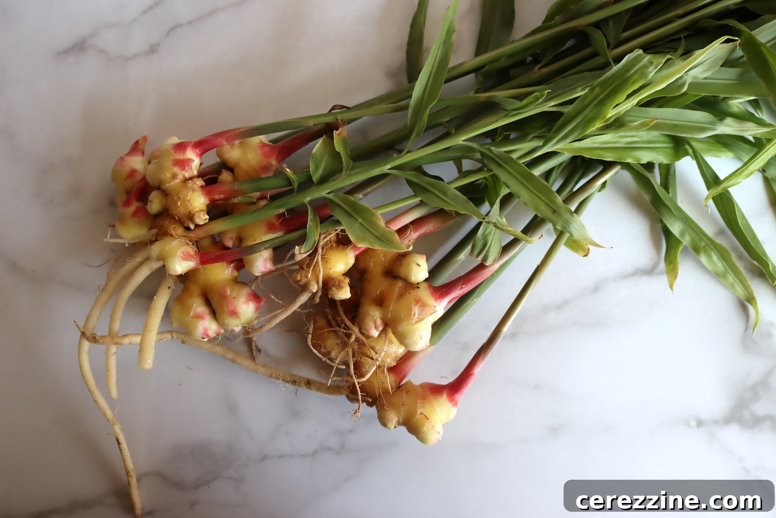 The Ultimate Guide Over Thirty Root Vegetable Canning Recipes 11 Young fresh ginger that we harvested for pickling