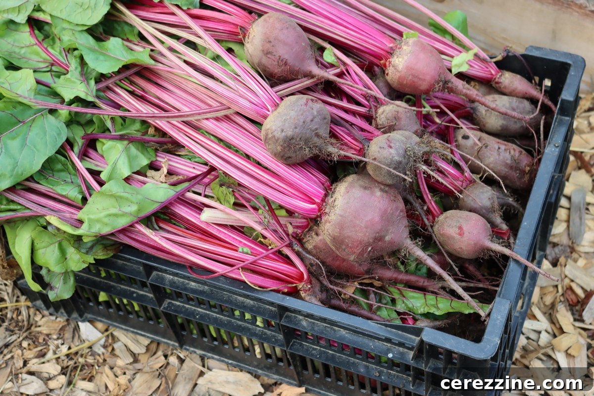 The Ultimate Guide Over Thirty Root Vegetable Canning Recipes 3 Fresh beets harvested from our garden.