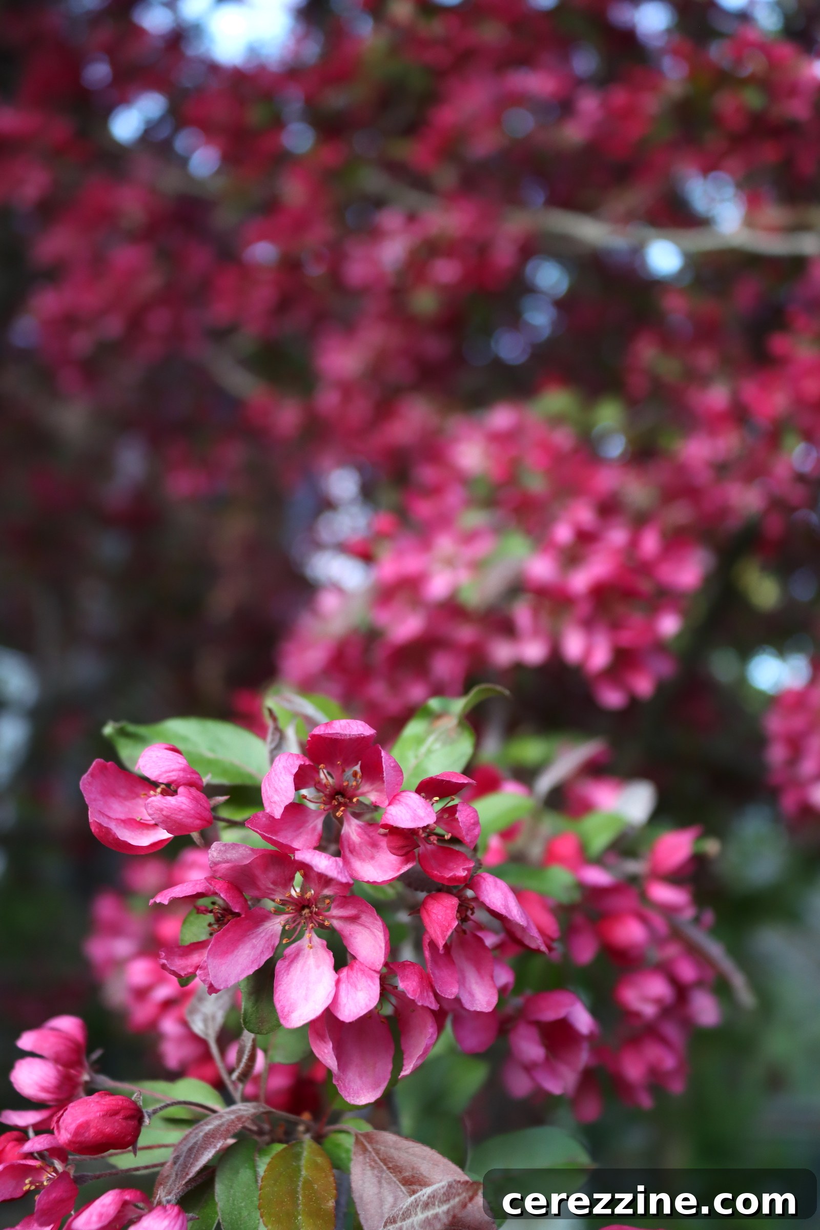 Spring Blossom Jelly Apple Cherry Peach Pear 12 Crabapple Flowers