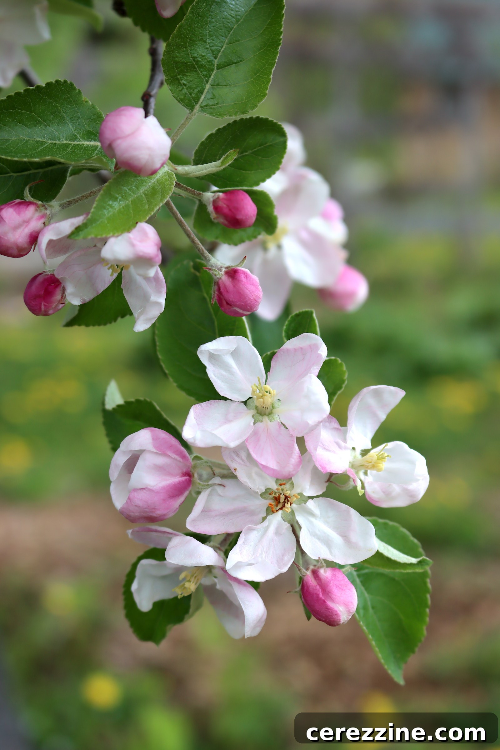 Spring Blossom Jelly Apple Cherry Peach Pear 3 Apple Blossoms