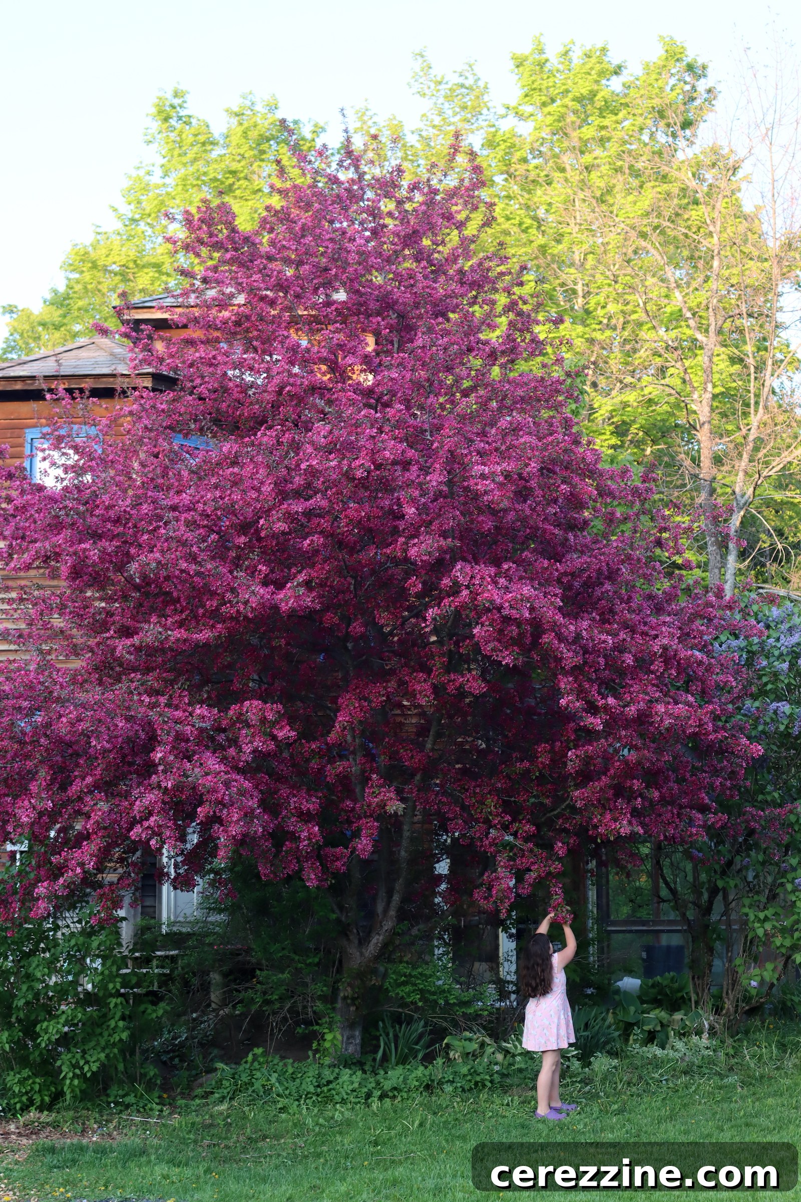 Spring Blossom Jelly Apple Cherry Peach Pear 5 Harvesting Crabapple Blossoms