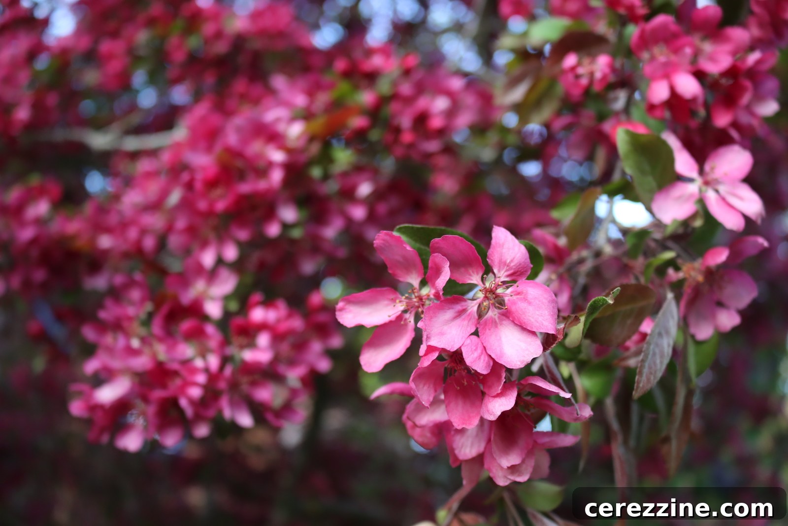 Spring Blossom Jelly Apple Cherry Peach Pear 8 Crabapple Flowers