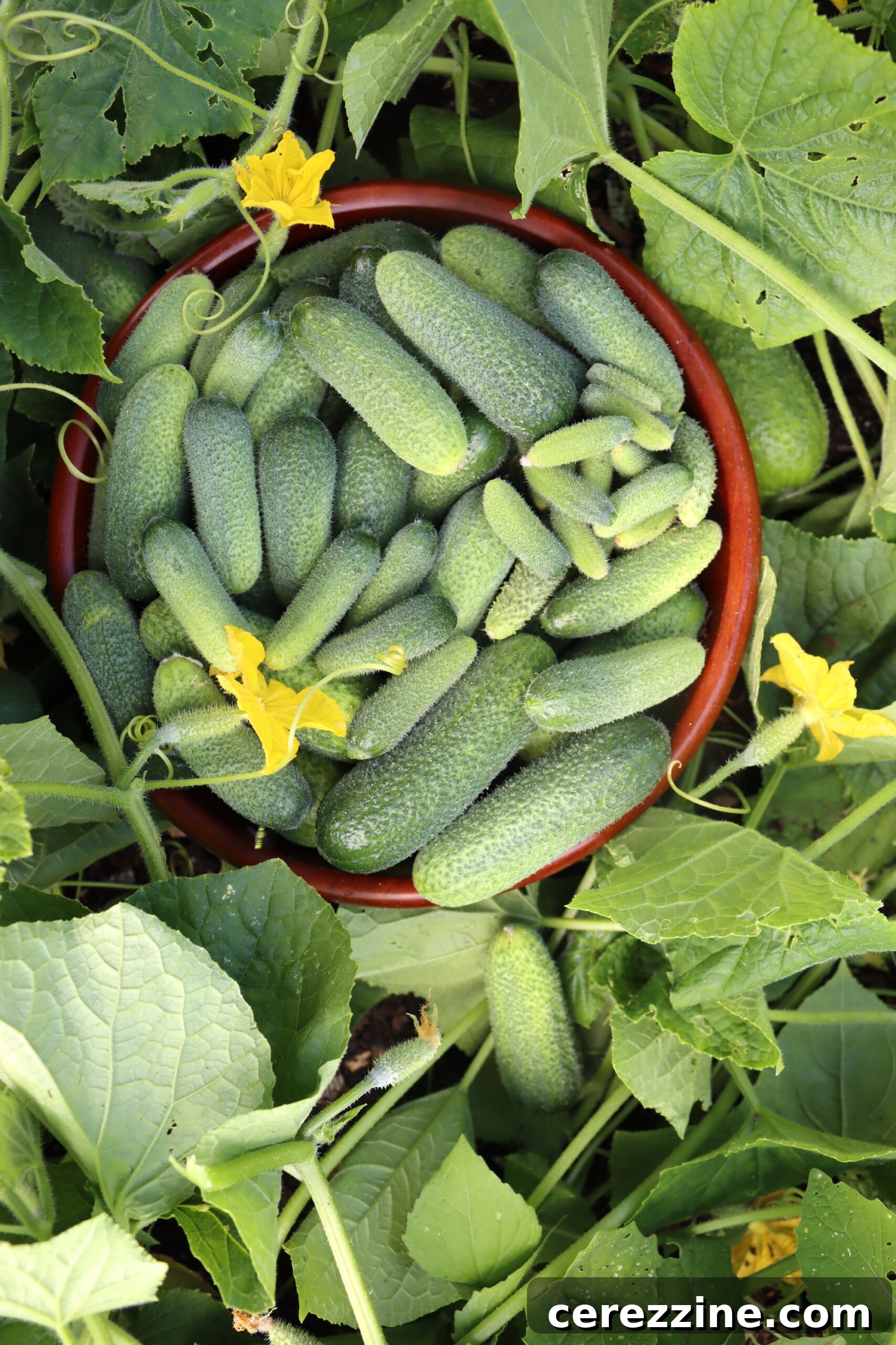 Fresh Cucumber Harvest for Pickling