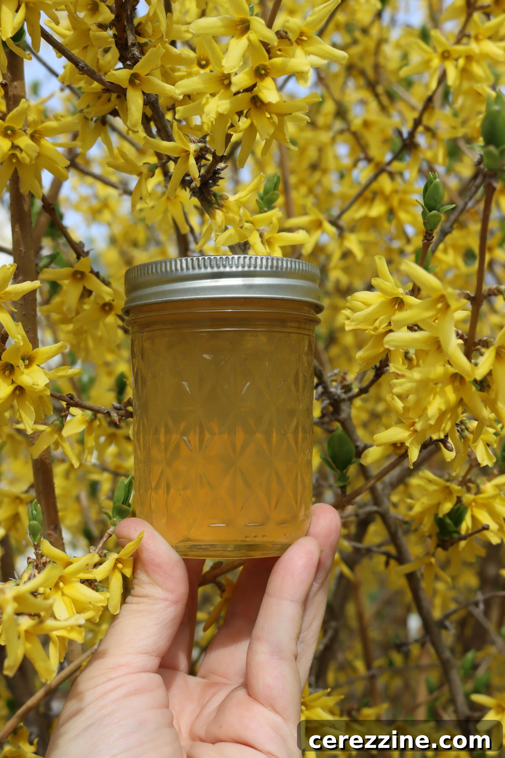 forsythia jelly