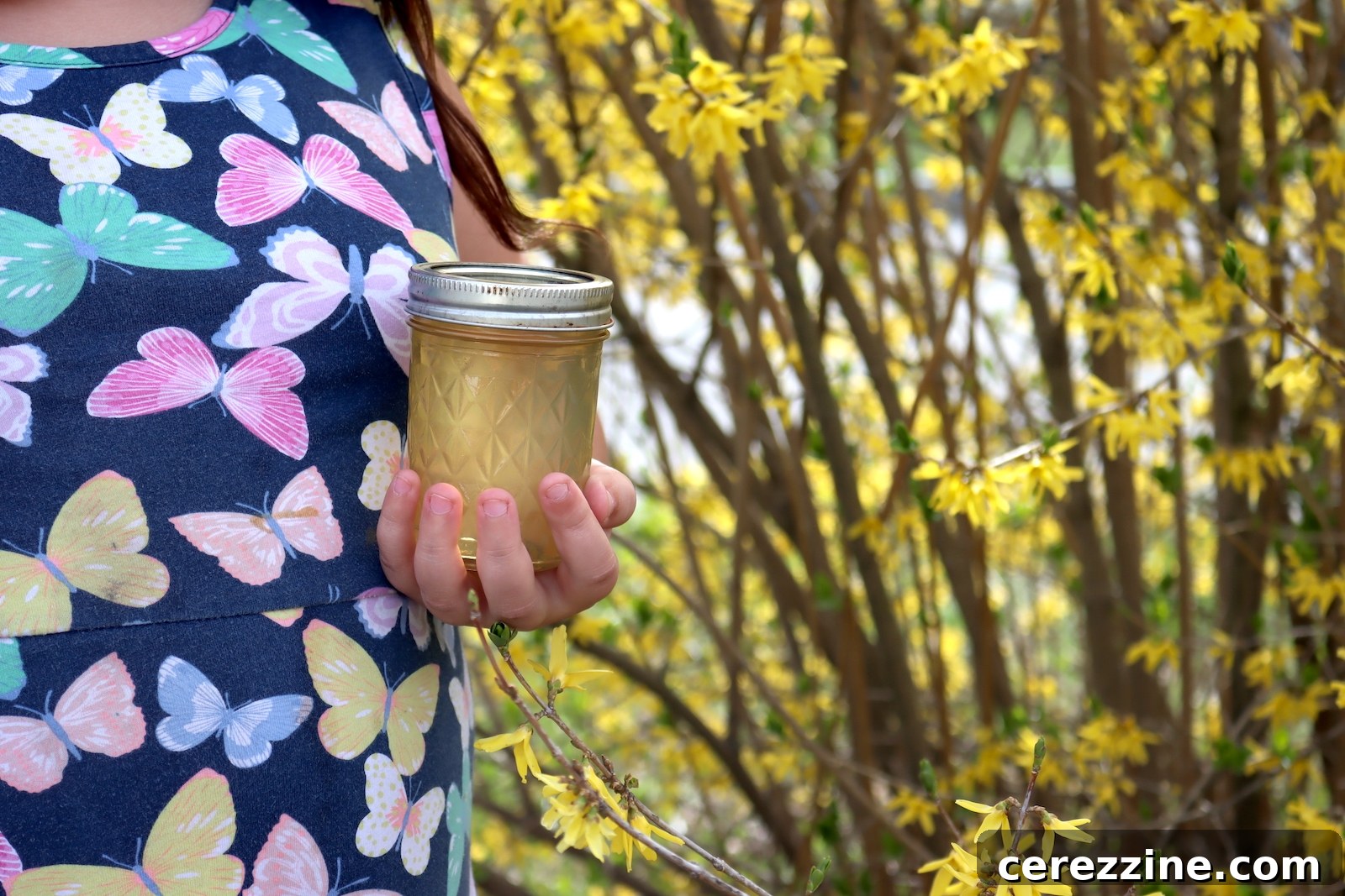Spring Gold Jelly 12 jars of homemade forsythia jelly