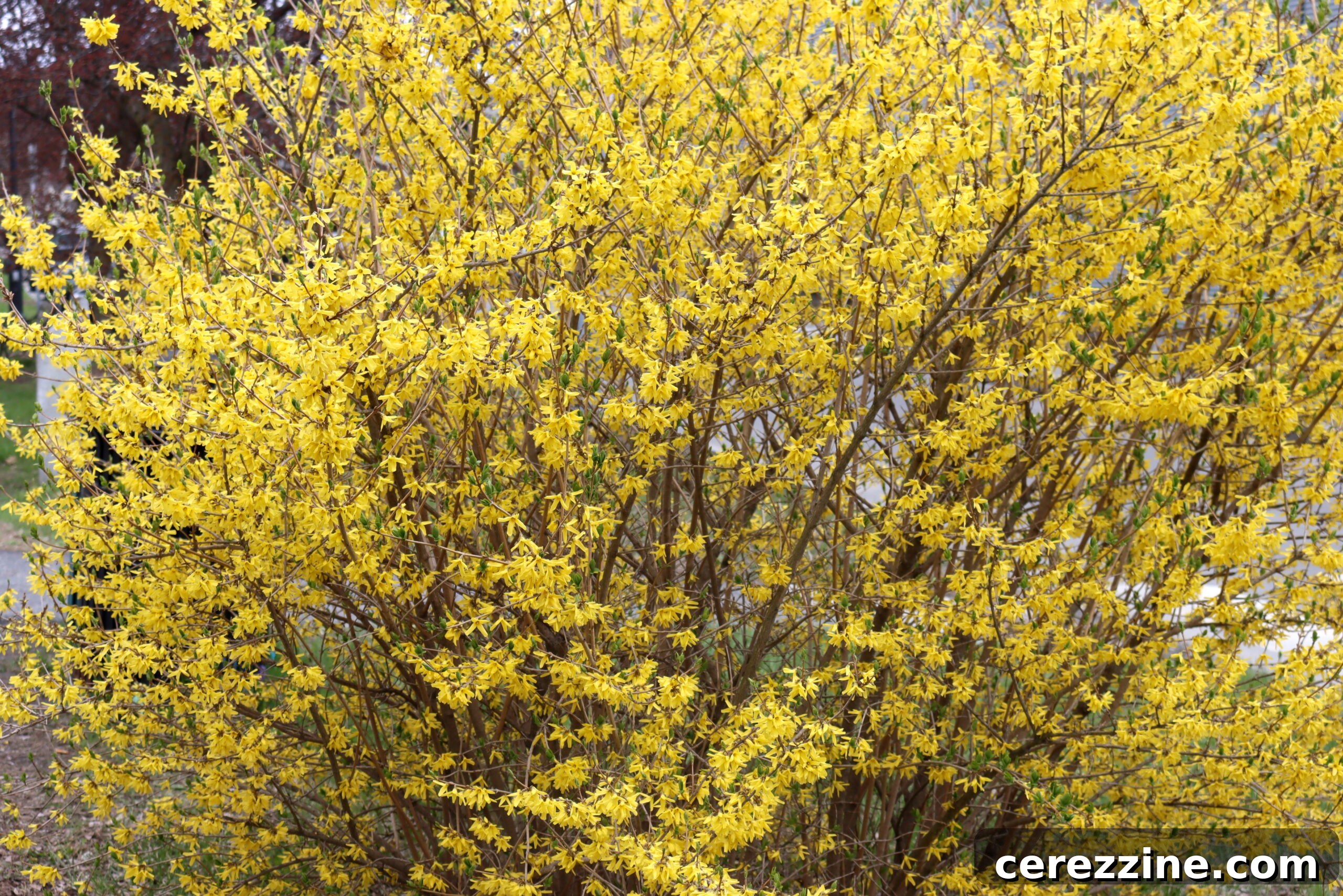Spring Gold Jelly 3 bright yellow forsythia blossoms